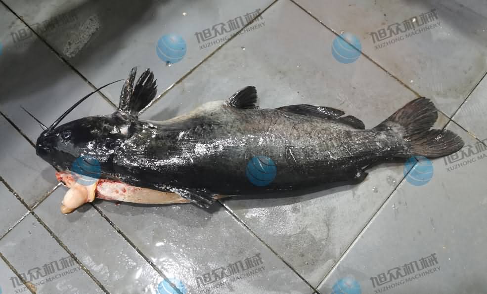殺魚機(jī)，商用殺魚機(jī)，全自動殺魚機(jī)，旭眾殺魚機(jī)，殺魚機(jī)哪家好
