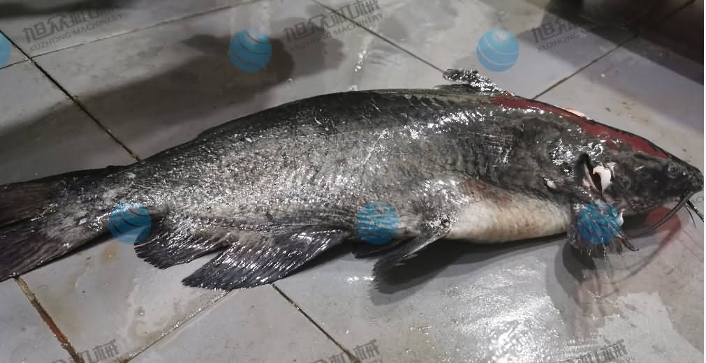 殺魚機(jī)，商用殺魚機(jī)，全自動殺魚機(jī)，旭眾殺魚機(jī)，殺魚機(jī)哪家好