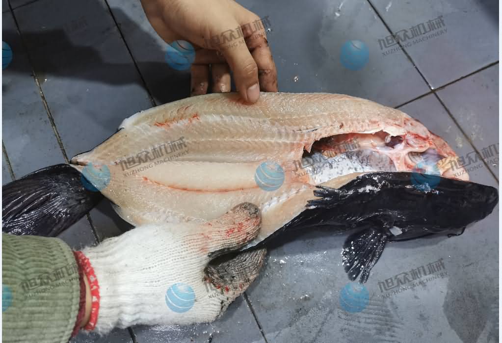 殺魚機(jī)，商用殺魚機(jī)，全自動殺魚機(jī)，旭眾殺魚機(jī)，殺魚機(jī)哪家好
