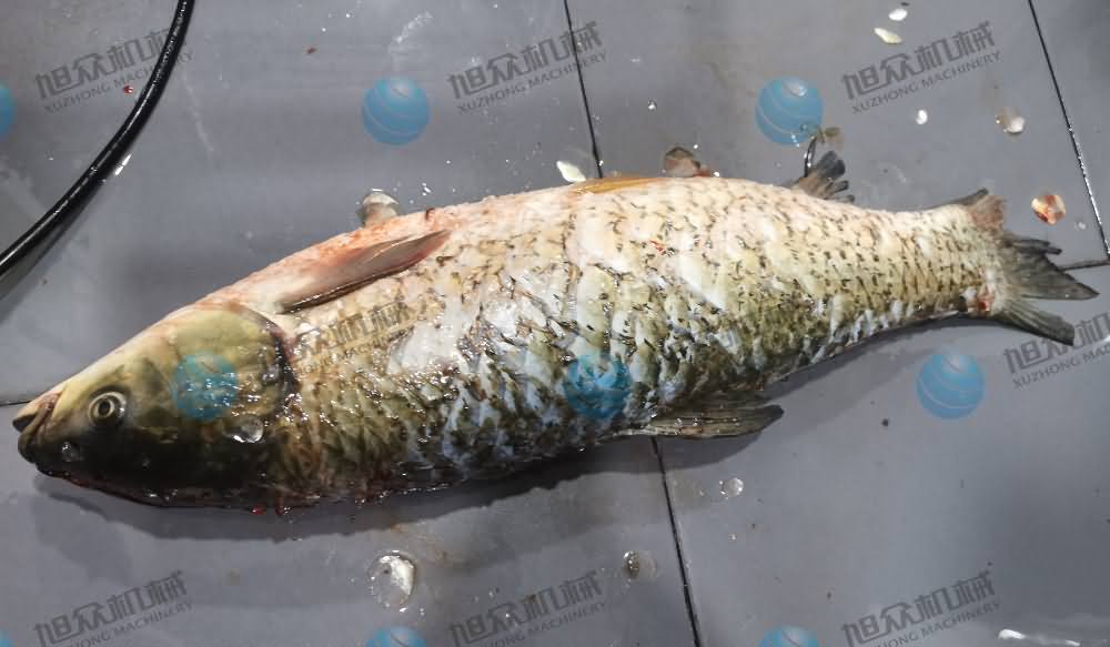 殺魚機(jī)，商用殺魚機(jī)，全自動殺魚機(jī)，旭眾殺魚機(jī)，殺魚機(jī)哪家好