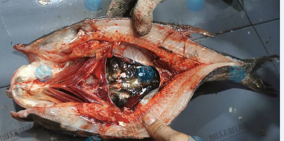 殺魚機(jī)，商用殺魚機(jī)，全自動殺魚機(jī)，旭眾殺魚機(jī)，殺魚機(jī)哪家好