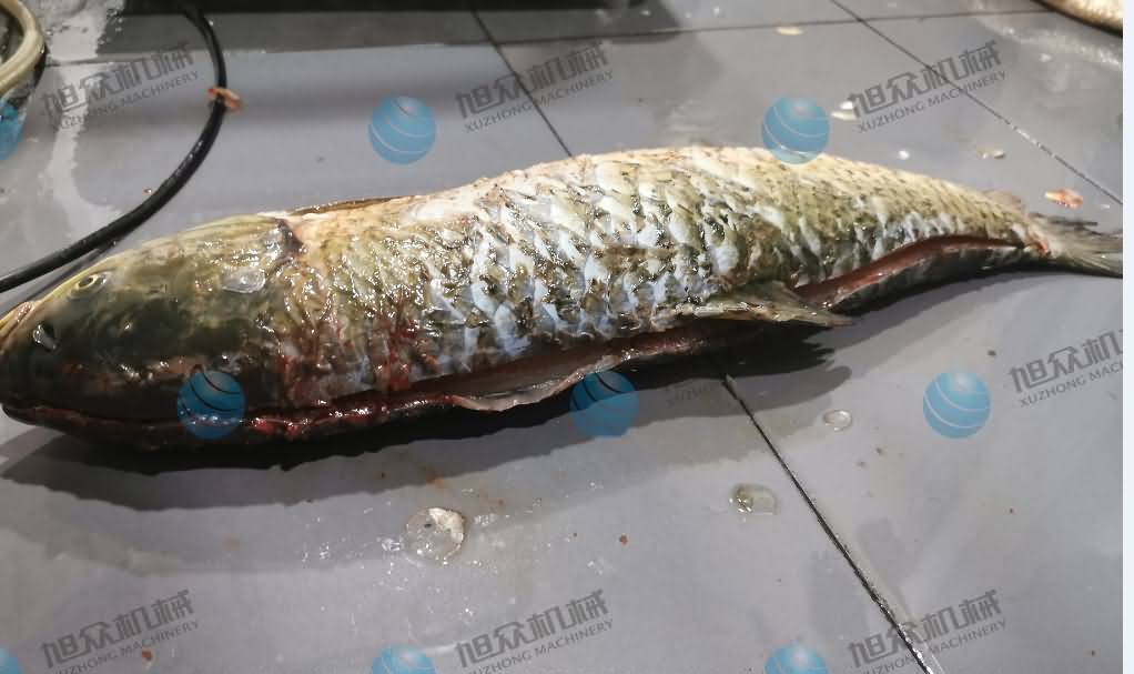 殺魚機(jī)，商用殺魚機(jī)，全自動殺魚機(jī)，旭眾殺魚機(jī)，殺魚機(jī)哪家好