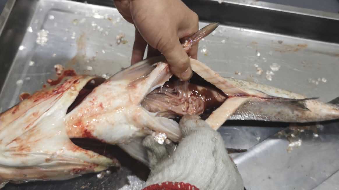 殺魚機，殺魚機器，自動殺魚機，殺魚機多少錢，殺魚機價格