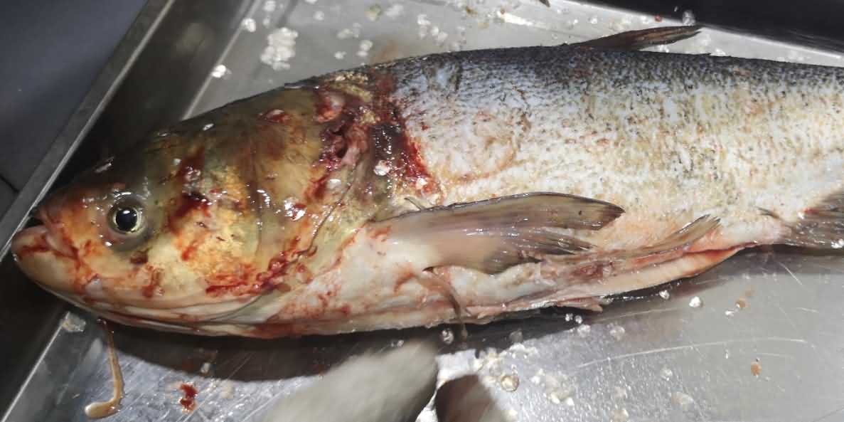 殺魚機，殺魚機器，自動殺魚機，殺魚機多少錢，殺魚機價格