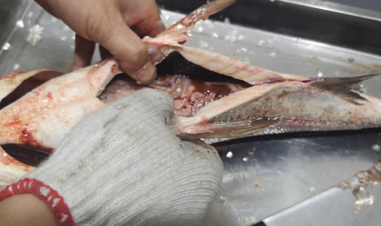 殺魚機，殺魚機器，自動殺魚機，殺魚機多少錢，殺魚機價格