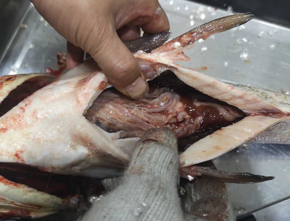 殺魚機，殺魚機器，自動殺魚機，殺魚機多少錢，殺魚機價格