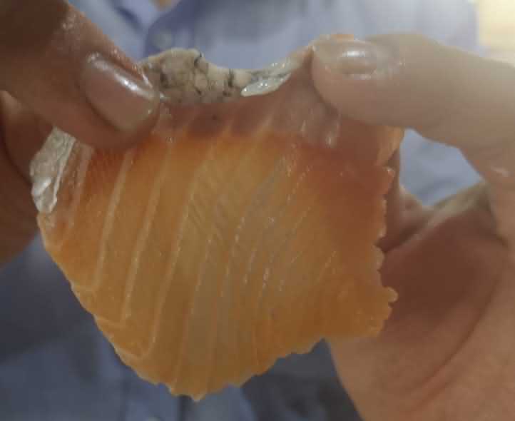 魚片機(jī)，自動切魚片機(jī)，旭眾魚片機(jī)，多功能切魚片機(jī)，魚片機(jī)多少錢