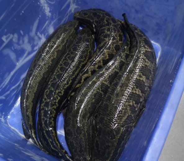 切魚片機，自動切魚片機，片魚片機器，魚片機廠家，切魚片機多少錢
