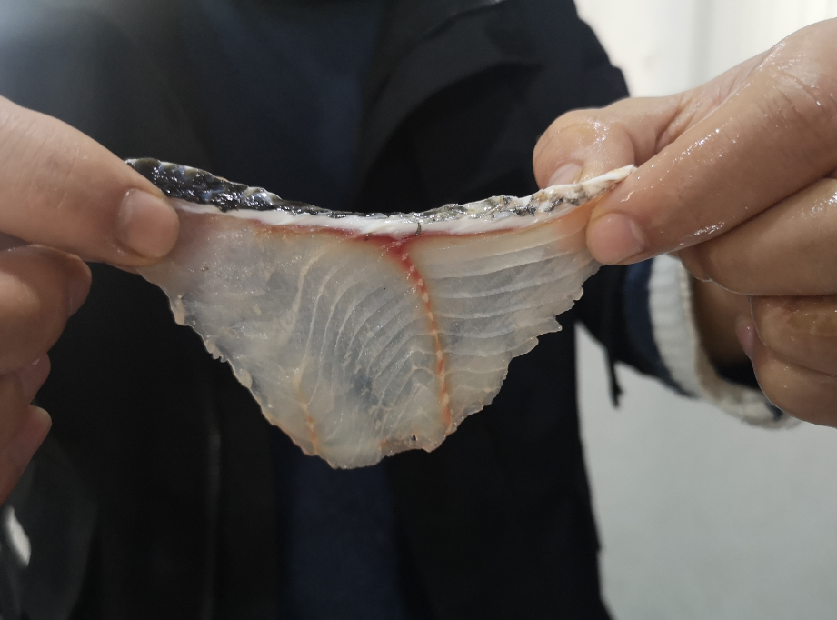 切魚片機，自動切魚片機，片魚片機器，魚片機廠家，切魚片機多少錢