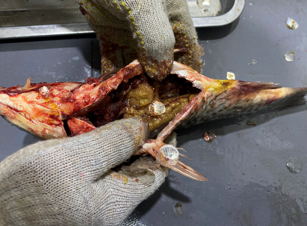 殺魚(yú)機(jī)，全自動(dòng)殺魚(yú)機(jī)，殺魚(yú)機(jī)怎么樣，殺魚(yú)機(jī)廠家，商用殺魚(yú)機(jī)