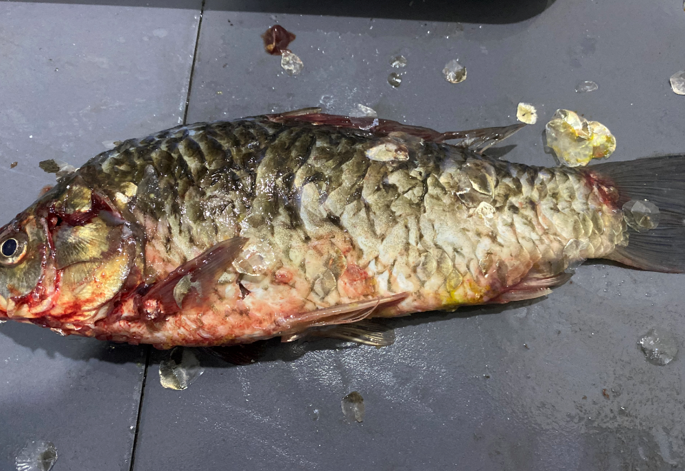 殺魚(yú)機(jī)，全自動(dòng)殺魚(yú)機(jī)，殺魚(yú)機(jī)怎么樣，殺魚(yú)機(jī)廠家，商用殺魚(yú)機(jī)