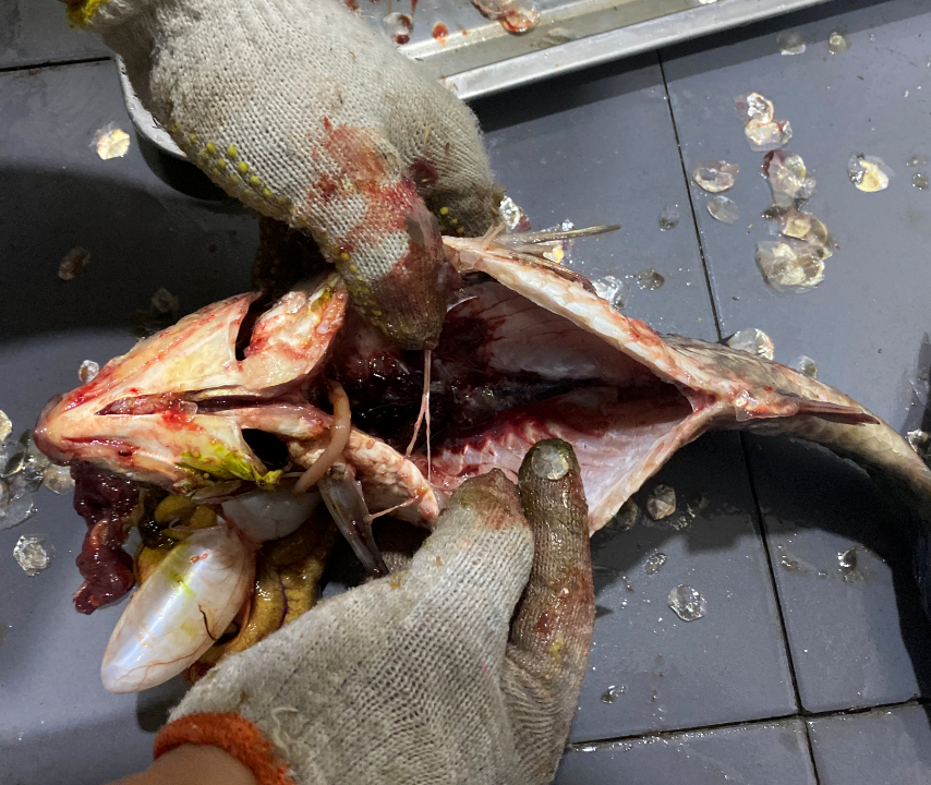 殺魚(yú)機(jī)，全自動(dòng)殺魚(yú)機(jī)，殺魚(yú)機(jī)怎么樣，殺魚(yú)機(jī)廠家，商用殺魚(yú)機(jī)