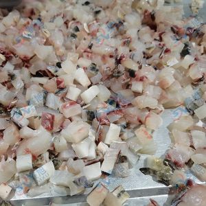 全自動切丁機 “切丁機切10mm草魚丁 ”效果反饋！
