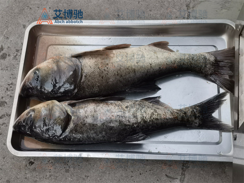 客戶自備物料，花鰱未加工前